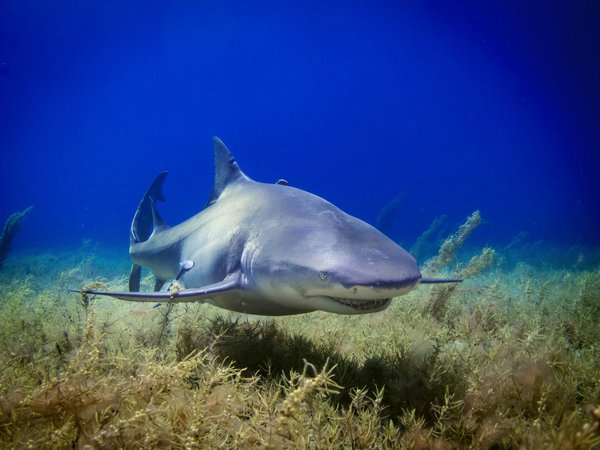 Où trouver les meilleures expériences de plongée avec les requins blancs en Afrique du Sud?